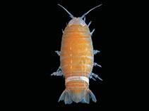 Namer_m1.jpg