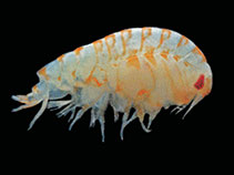 Orpin_u0.jpg