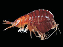 Paboe_u0.jpg