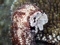 Pegra_u5.jpg