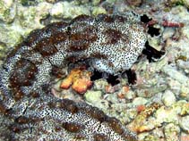 Pegra_u6.jpg