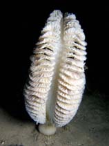 Sagra_u0.jpg