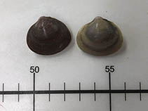 Selap_u0.jpg