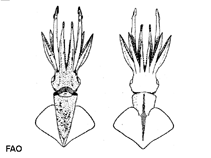 Image of Abraliopsis pfefferi (Pfeffer\