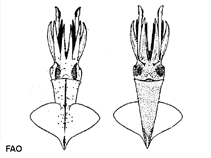 Image of Abralia veranyi (Eye-flash squid)
