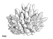 Image of Acropora humilis (Finger coral)