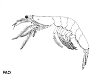 Image of Acetes serrulatus (Southern mauxia shrimp)