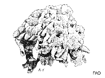 Image of Leptoseris mycetoseroides (Slender lettuce coral)