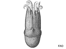 Image of Haliphron atlanticus (Gelatinous giant octopod)