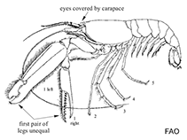 Image of Alpheus lobidens (Brownbar snapping shrimp)