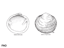 Image of Anodontia edentula (Toothless lucine)