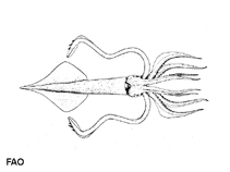 Image of Ancistroteuthis lichtensteinii (Angel squid)