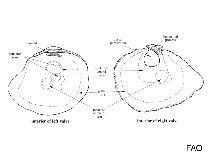 Image of Anomia trigonopsis (Golden oyster)