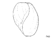 Image of Hydatina albocincta (White-banded bubble)