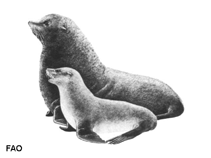 Image of Arctocephalus australis (South American fur seal)