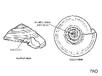 Image of Pseudotorinia architae (Noduled sundial)