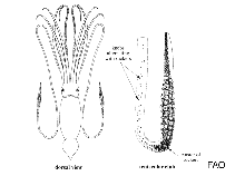 Image of Architeuthis martensi 