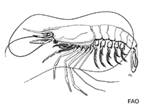 Image of Pseudaristeus protensus 