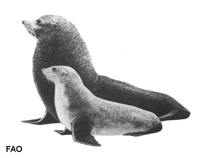 Image of Arctocephalus townsendi (Guadalupe fur seal)