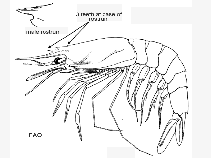 Image of Aristeus varidens (Striped red shrimp)