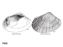 Image of Asaphis violascens (Pacific asaphis)