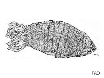 Image of Athyonidium chilensis (Burrowing shaggy sea cucumber)