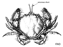 Image of Atelecyclus undecimdentatus (broad circular crab)