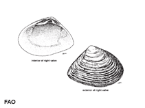 Image of Atactodea striata (Striate beach clam)
