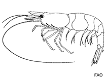 Image of Caridina multidentata (Amano shrimp)