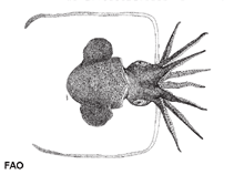 Image of Austrorossia bipapillata (Big-eyed bobtail squid)