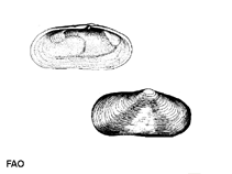 Image of Azorinus chamasolen 