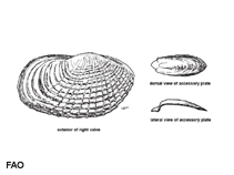 Image of Barnea dilatata (Dilate piddock)