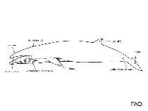 Image of Balaenoptera ricei (Rice’s whale)