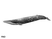 Image of Balaenoptera musculus (Blue whale)