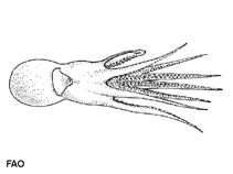 Image of Bathypolypus sponsalis (Globose octopus)