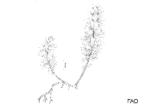 Image of Asparagopsis taxiformis (Red Sea plume)