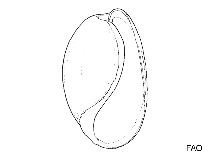 Image of Bulla clausa (Imperforate bubble)