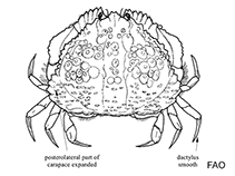 Image of Calappa sulcata (Yellow box crab)