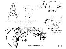 Image of Neocallichirus grandimana (Bighand ghost shrimp)