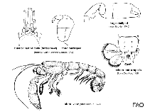 Image of Corallianassa coutierei 