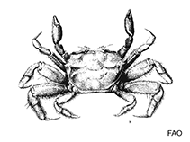 Image of Baruna trigranulum (Crevice crab)