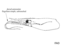 Image of Campylonotus semistriatus (Razor shrimp)