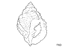 Image of Admete clivicola 