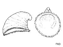 Image of Capulus californicus (California capsnail)