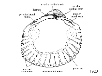 Image of Vasticardium assimile 