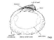 Image of Pleuromeris marshalli 