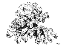 Image of Paracyathus pulchellus (Papillose cup coral)