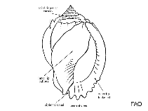 Image of Semicassis labiata 