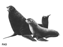 Image of Callorhinus ursinus (Northern fur seal)