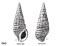 Image of Cerithium coralium (Coral cerith)